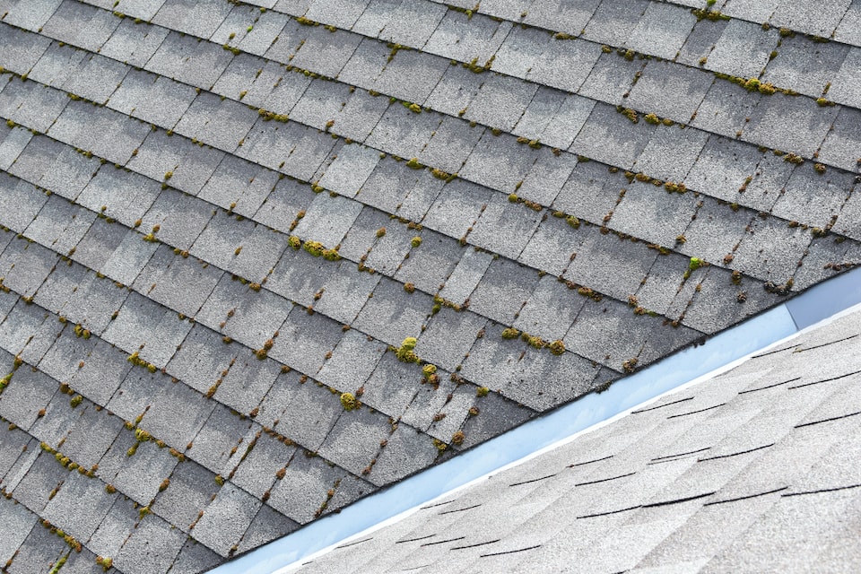 moss on asphalt shingles