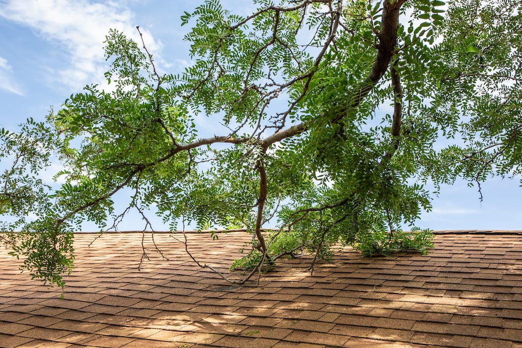 trees overhanging an asphalt shingle roof