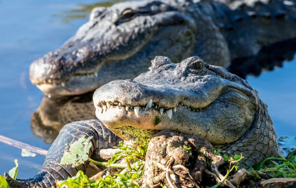 alligators