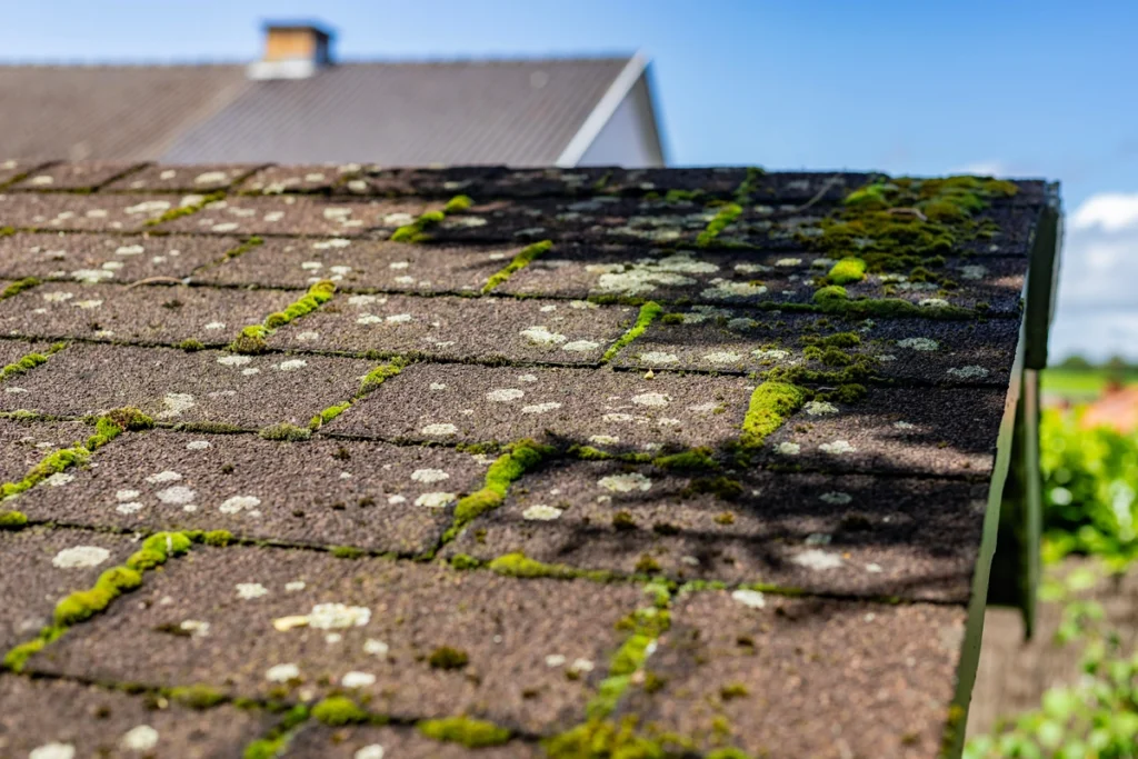 roof that is covered in moss that needs to be rejuvenated