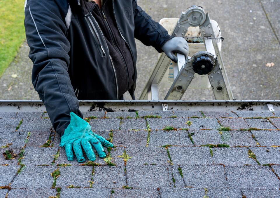 moss on roof-man standing on ladder inspecting moss growing on roof